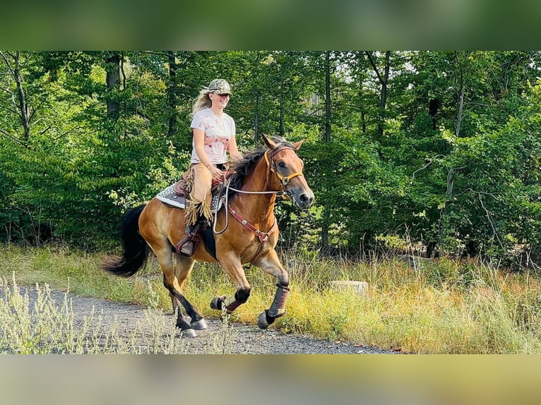Inne konie gorącokrwiste Wałach 3 lat 151 cm Gniada in Linkenbach
