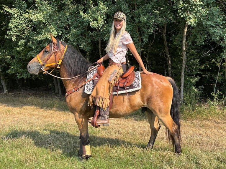Inne konie gorącokrwiste Wałach 3 lat 151 cm Gniada in Linkenbach