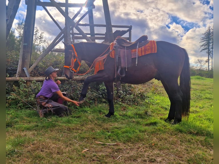 Inne konie gorącokrwiste Wałach 3 lat 157 cm Ciemnogniada in Linkenbach