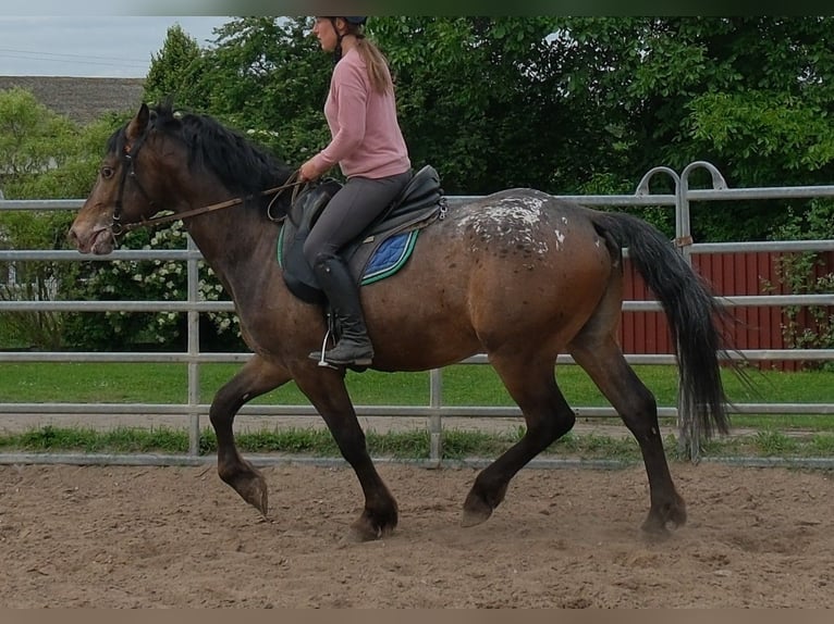 Inne konie gorącokrwiste Wałach 3 lat 158 cm Tarantowata in Rudersdorf