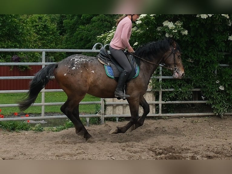 Inne konie gorącokrwiste Wałach 3 lat 158 cm Tarantowata in Rudersdorf