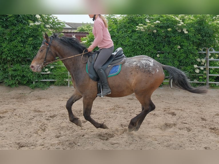 Inne konie gorącokrwiste Wałach 3 lat 158 cm Tarantowata in Rudersdorf