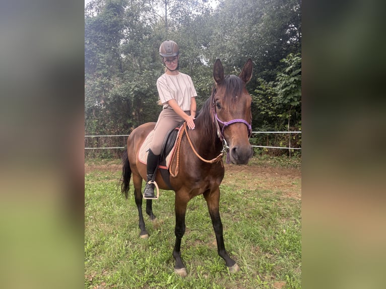 Inne konie gorącokrwiste Wałach 3 lat 160 cm Ciemnokasztanowata in Emsdetten