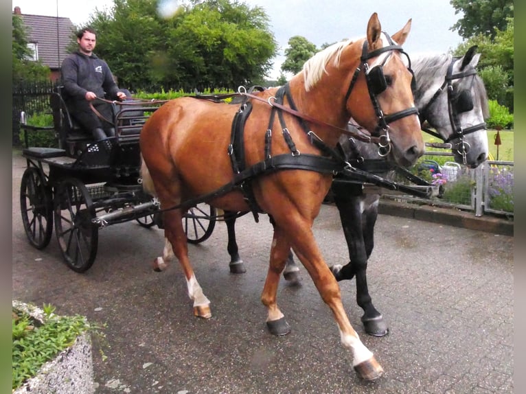 Inne konie gorącokrwiste Mix Wałach 3 lat 160 cm Izabelowata in Dorsten