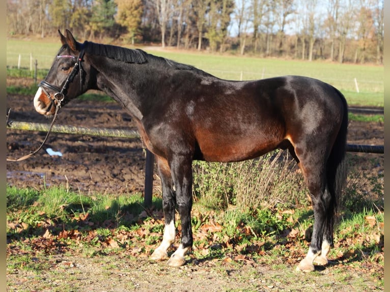 Inne konie gorącokrwiste Wałach 3 lat 165 cm Kara in Wachtendonk
