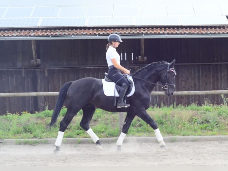 Inne konie gorącokrwiste Wałach 3 lat 170 cm Kara in Wellheim