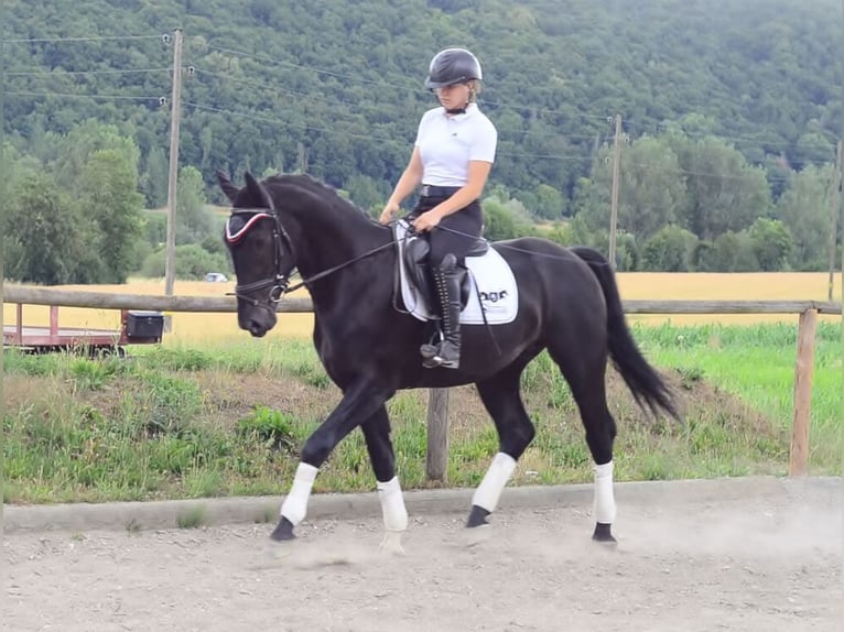 Inne konie gorącokrwiste Wałach 3 lat 170 cm Kara in Wellheim
