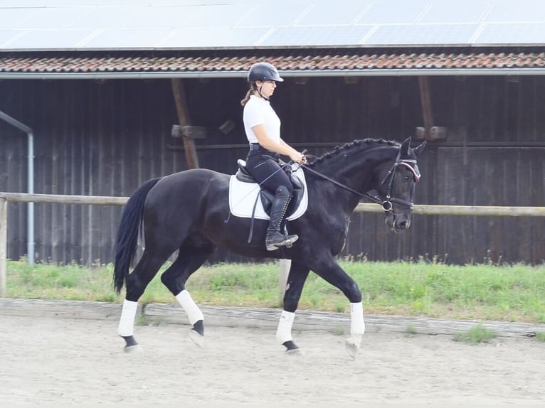 Inne konie gorącokrwiste Wałach 3 lat 170 cm Kara in Wellheim