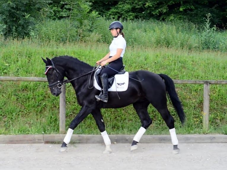 Inne konie gorącokrwiste Wałach 3 lat 170 cm Kara in Wellheim