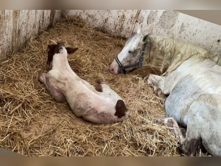 Inne konie gorącokrwiste Mix Wałach 4 lat 156 cm Srokata in Vorderstoder