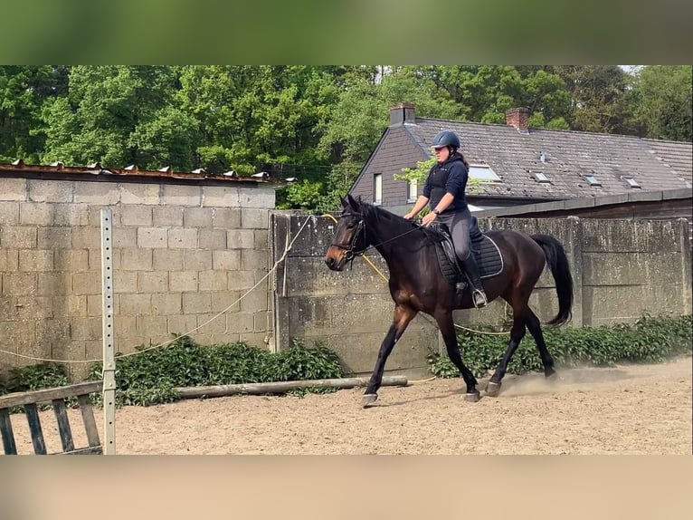 Inne konie gorącokrwiste Wałach 4 lat 162 cm Ciemnogniada in Heusden zolder