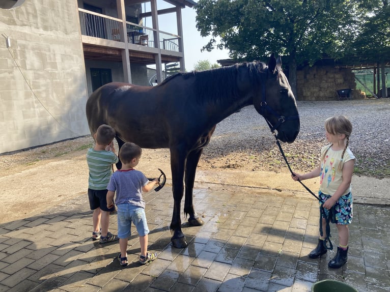 Inne konie gorącokrwiste Mix Wałach 4 lat 163 cm Kara in Heidenrod