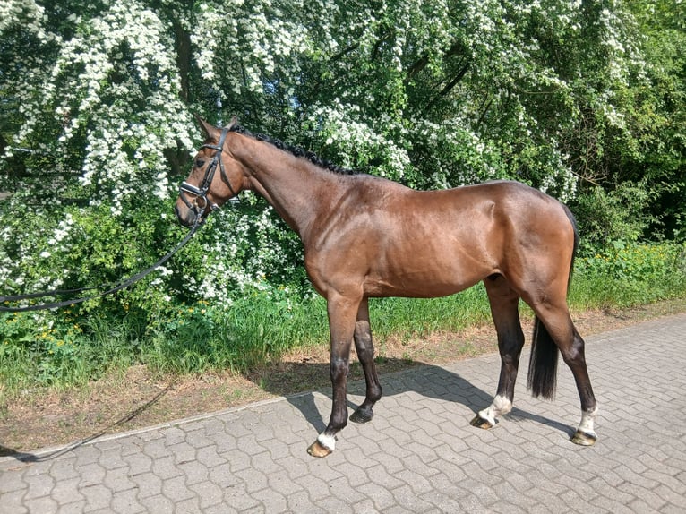 Inne konie gorącokrwiste Wałach 4 lat 164 cm Gniada in Barenburg