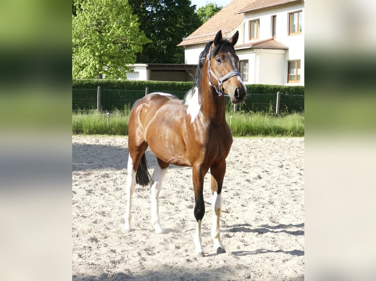 Inne konie gorącokrwiste Wałach 4 lat 164 cm Srokata in Borgentreich