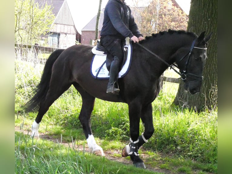 Inne konie gorącokrwiste Wałach 4 lat 167 cm Skarogniada in Dorsten