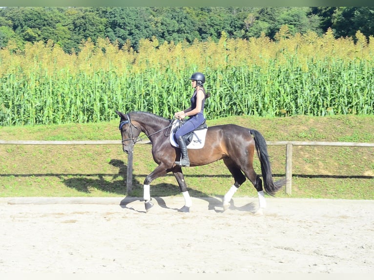 Inne konie gorącokrwiste Wałach 4 lat 172 cm Skarogniada in Wellheim