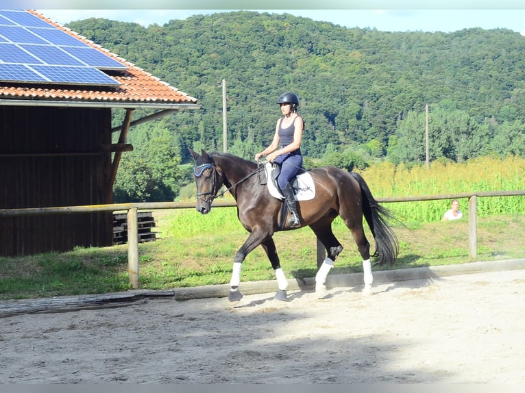 Inne konie gorącokrwiste Wałach 4 lat 172 cm Skarogniada in Wellheim