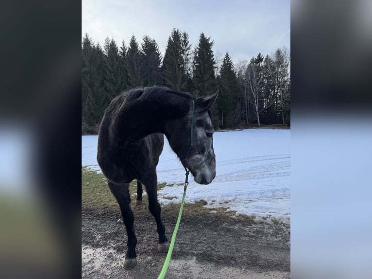 Inne konie gorącokrwiste Wałach 4 lat 173 cm Siwa jabłkowita in Seeg