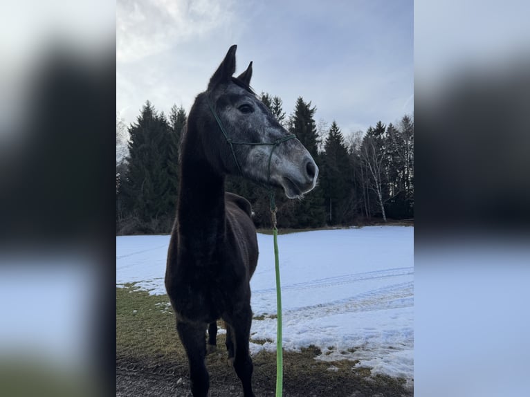 Inne konie gorącokrwiste Wałach 4 lat 173 cm Siwa jabłkowita in Seeg
