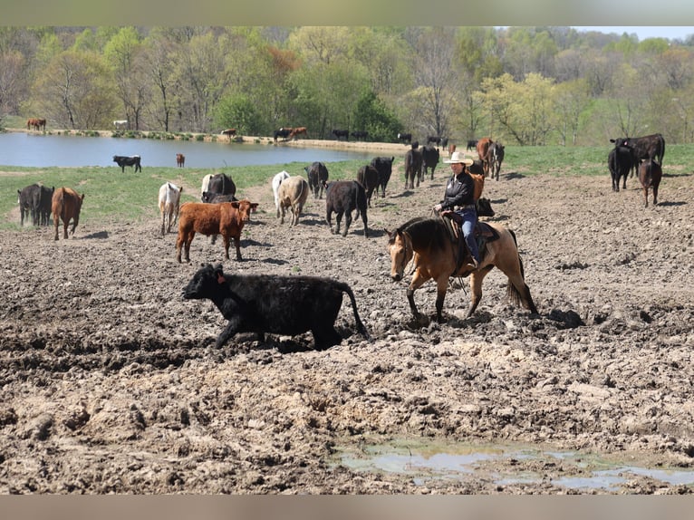Inne konie gorącokrwiste Wałach 5 lat 152 cm Jelenia in Mount Vernon