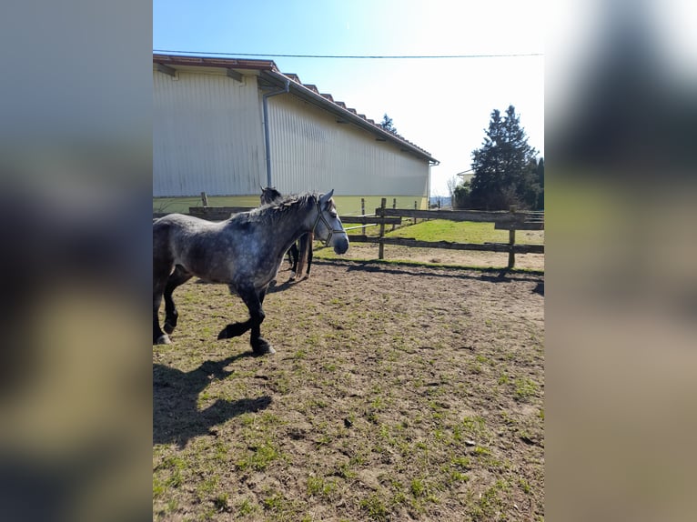 Inne konie gorącokrwiste Wałach 5 lat 152 cm Siwa jabłkowita in Bad Saulgau