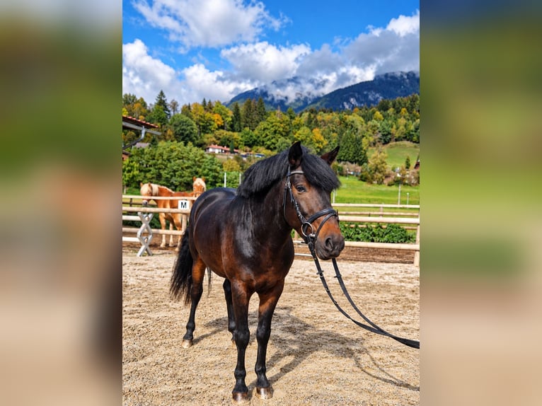 Inne konie gorącokrwiste Wałach 5 lat 153 cm Ciemnogniada in Gummern