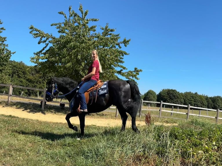 Inne konie gorącokrwiste Wałach 5 lat 156 cm Kara in Linkenbach