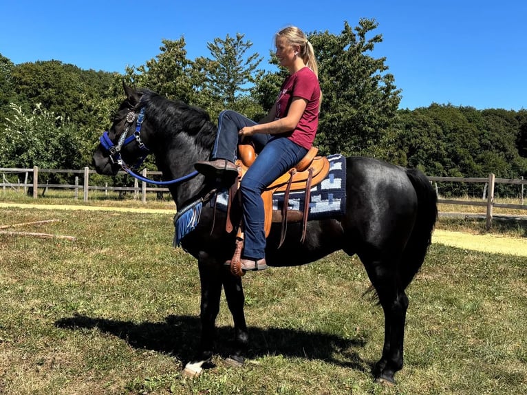 Inne konie gorącokrwiste Wałach 5 lat 156 cm Kara in Linkenbach