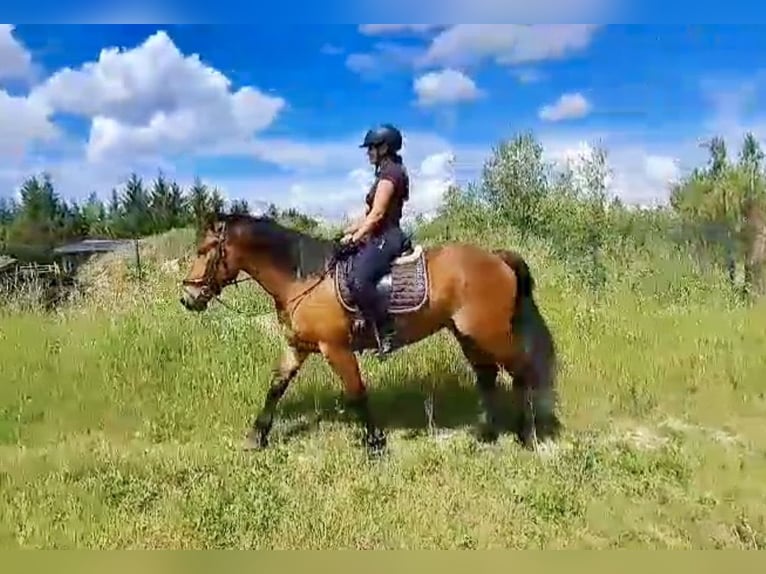 Inne konie gorącokrwiste Wałach 5 lat 157 cm Jasnogniada in Pelmberg