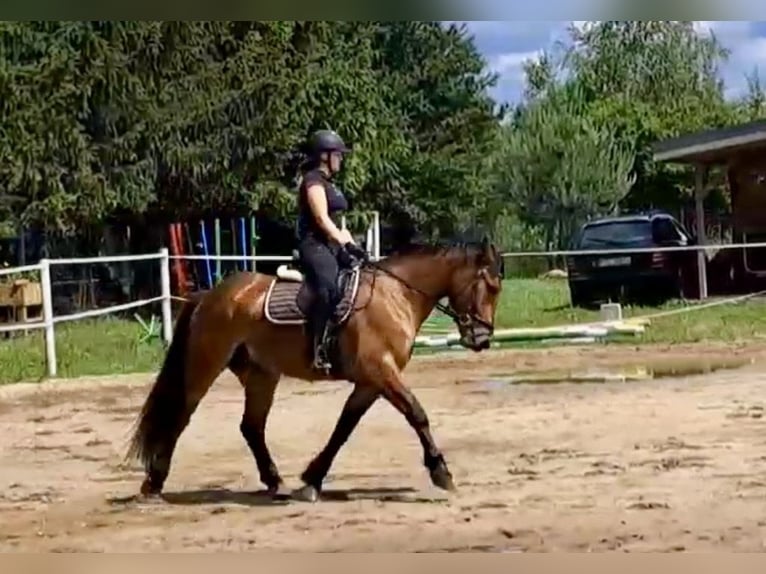 Inne konie gorącokrwiste Wałach 5 lat 157 cm Jasnogniada in Pelmberg