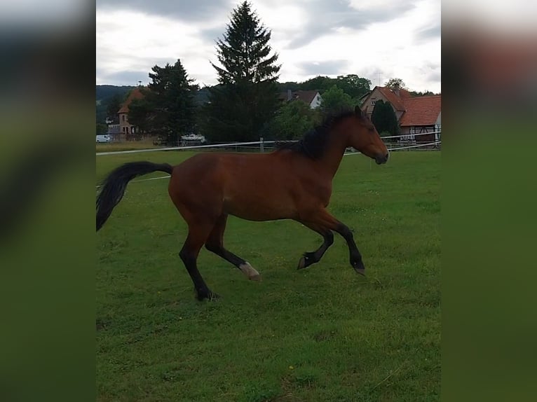 Inne konie gorącokrwiste Mix Wałach 5 lat 160 cm Gniada in Bensheim