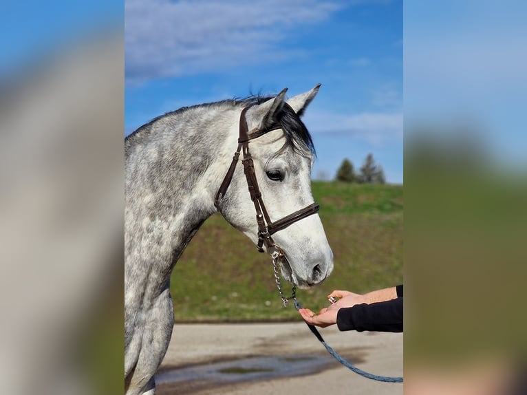 Inne konie gorącokrwiste Wałach 5 lat 160 cm Siwa in Gyula