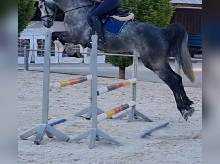 Inne konie gorącokrwiste Mix Wałach 5 lat 163 cm Siwa in Brunnthal