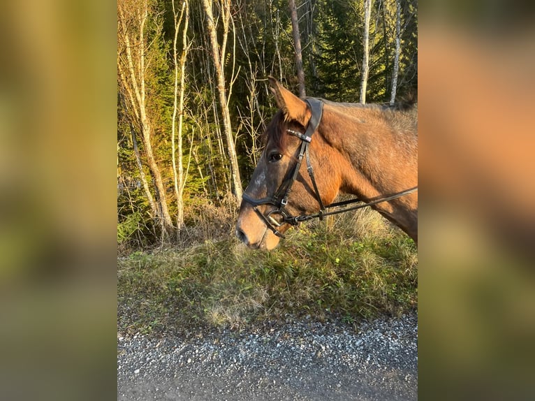 Inne konie gorącokrwiste Wałach 5 lat 163 cm Tarantowata in Grießau