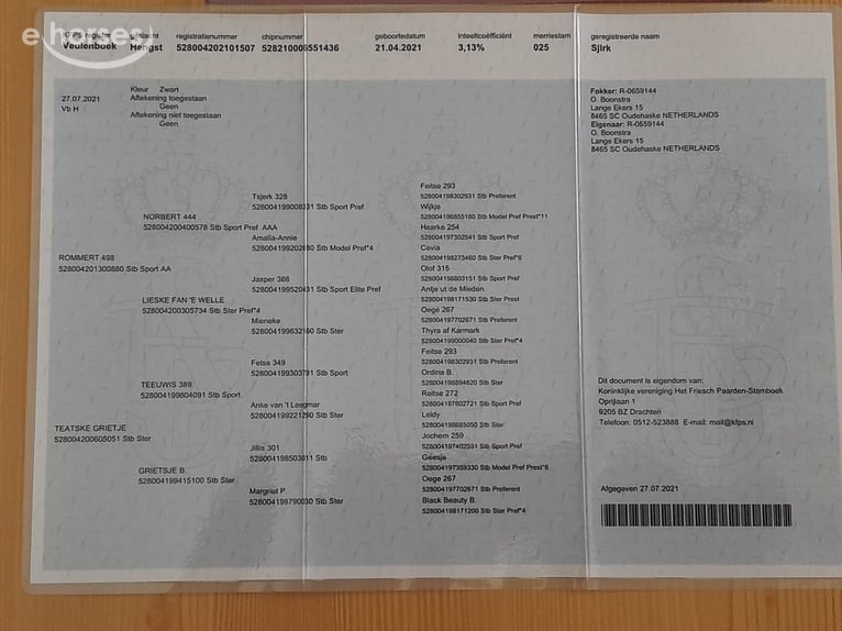 Inne konie gorącokrwiste Wałach 5 lat 165 cm Kara in Aschau im Zillertal