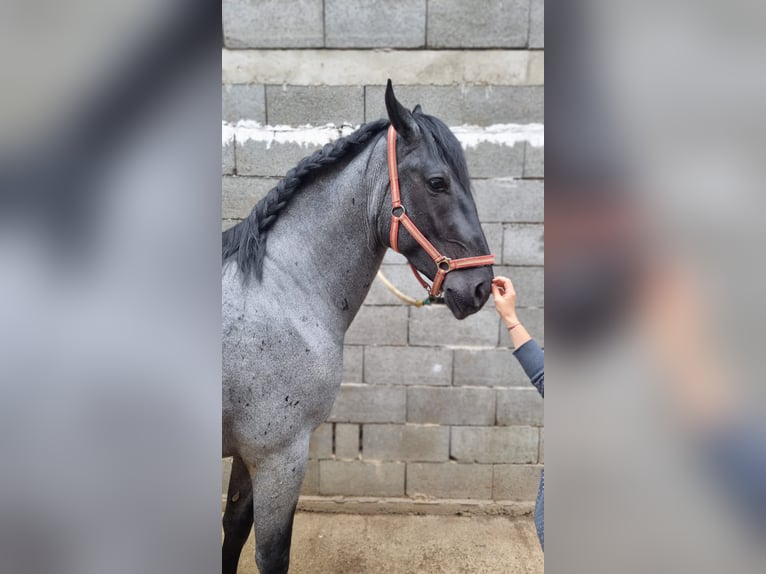 Inne konie gorącokrwiste Mix Wałach 5 lat 165 cm Siwa in Trnava