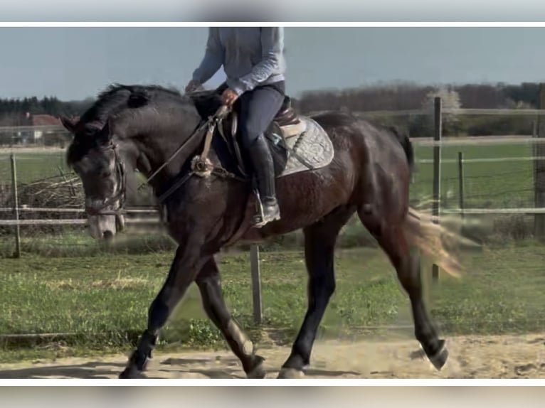 Inne konie gorącokrwiste Wałach 5 lat 165 cm Siwa in Liebing