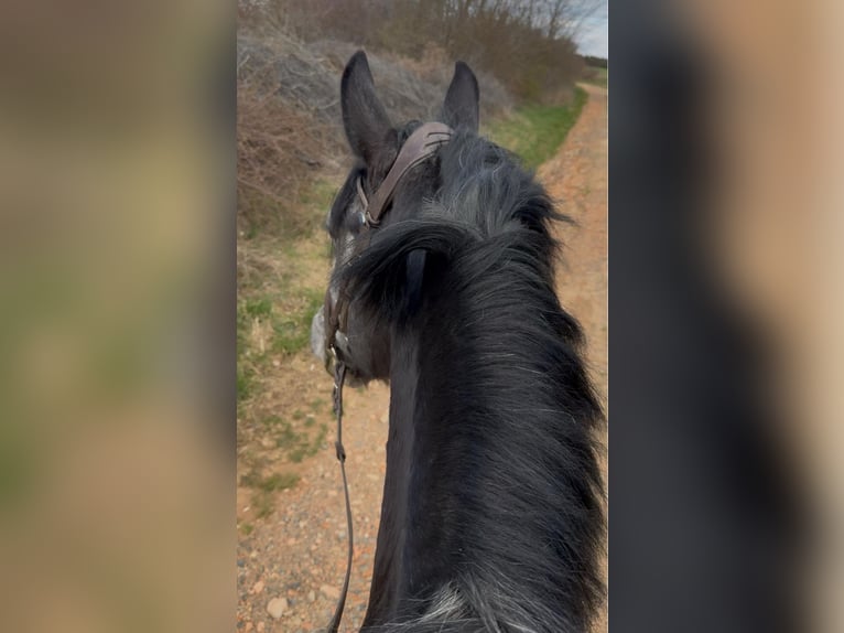 Inne konie gorącokrwiste Wałach 5 lat 165 cm Siwa in Liebing