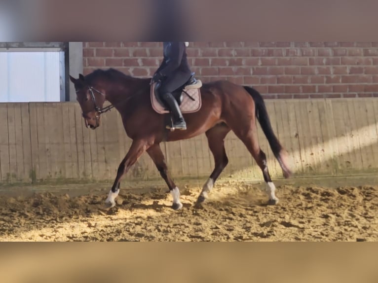 Inne konie gorącokrwiste Wałach 5 lat 167 cm Gniada in Wachtendonk