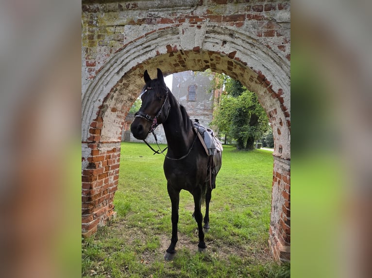 Inne konie gorącokrwiste Mix Wałach 5 lat 168 cm Ciemnogniada in Brüssow