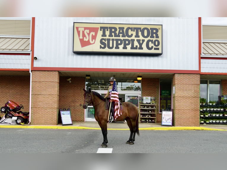 Inne konie gorącokrwiste Wałach 5 lat 168 cm Gniada in Tuscarora