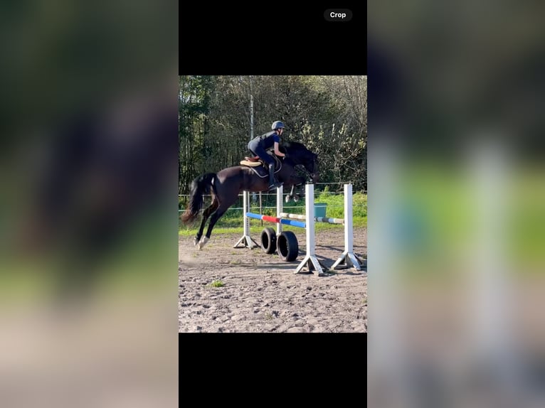 Inne konie gorącokrwiste Wałach 5 lat Kara in Haapsalu