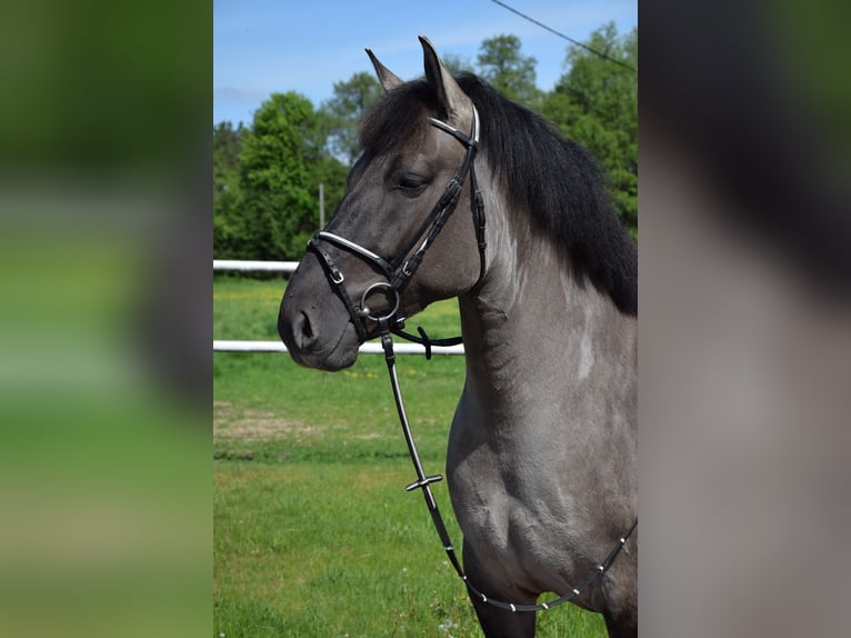 Inne konie gorącokrwiste Mix Wałach 6 lat 156 cm Bułana in Chełmno