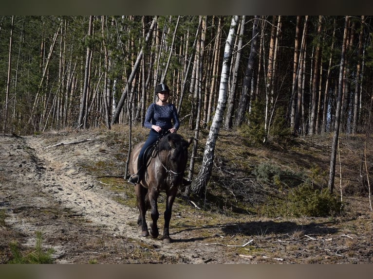 Inne konie gorącokrwiste Wałach 6 lat 156 cm Jelenia in Chełmno