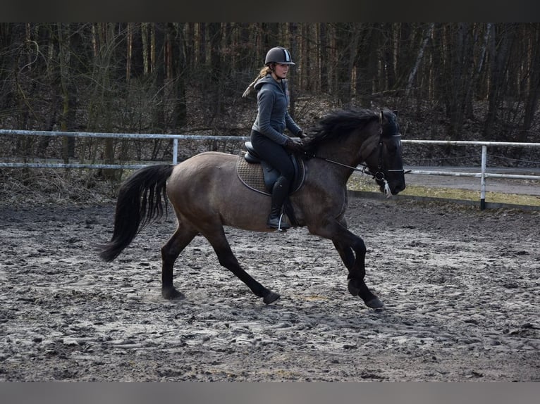 Inne konie gorącokrwiste Wałach 6 lat 156 cm Jelenia in Chełmno