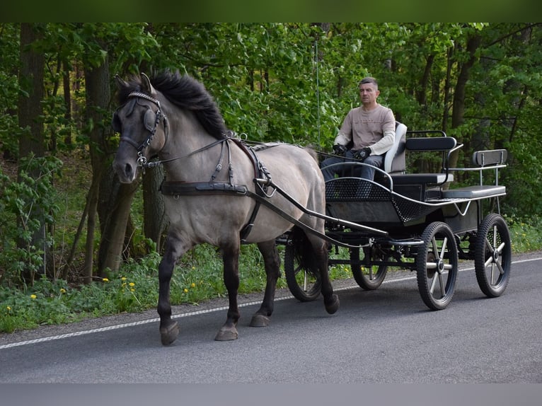 Inne konie gorącokrwiste Mix Wałach 6 lat 156 cm Jelenia in Chełmno