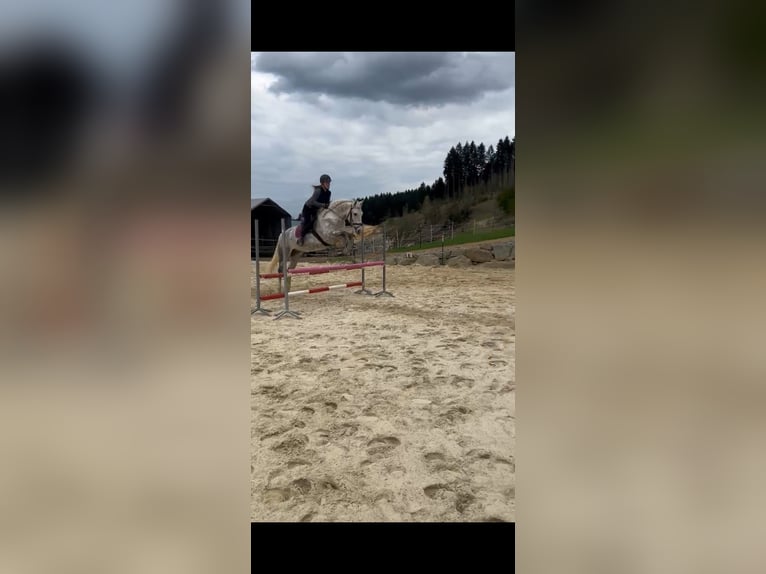 Inne konie gorącokrwiste Wałach 6 lat 157 cm Siwa jabłkowita in Klam