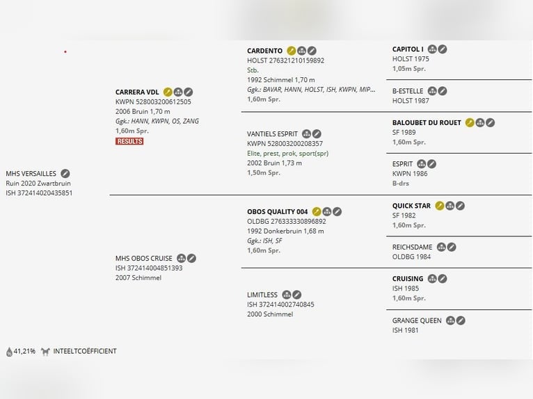 Inne konie gorącokrwiste Wałach 6 lat 162 cm Gniada in Malaga