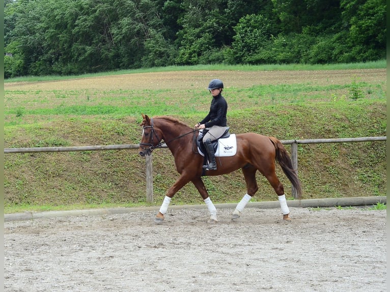 Inne konie gorącokrwiste Wałach 6 lat 162 cm Kasztanowata in Wellheim