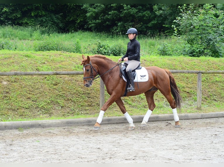 Inne konie gorącokrwiste Wałach 6 lat 162 cm Kasztanowata in Wellheim